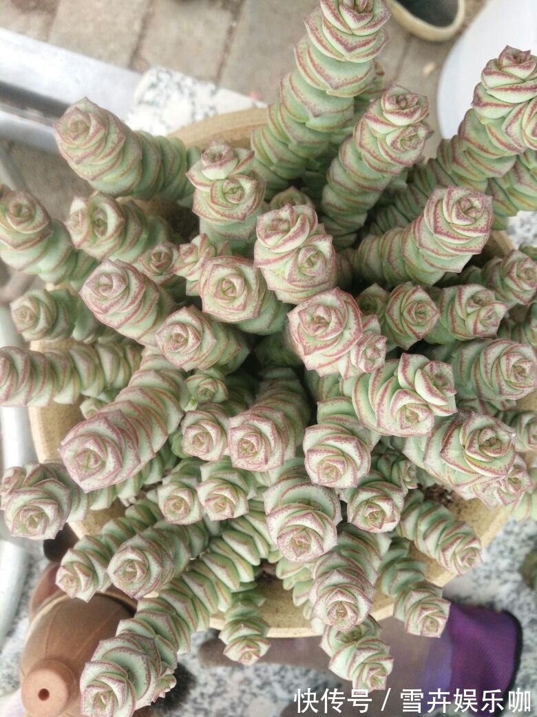 叶片|8种“漂亮花”,个个都是“招财树”,家里养一棵,不愁没钱花