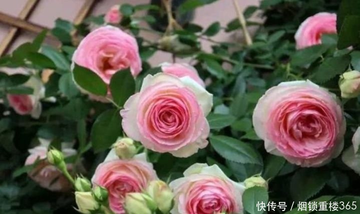 4种漂亮花,个个美得冒泡,现在养正合适,直接开成花海