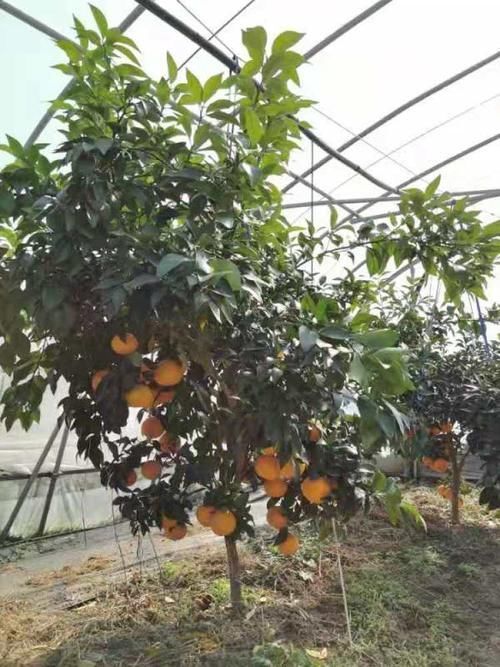 吃货们看过来!橘界的“爱马仕”上市了,23元一个“红美人”柑橘你买吗?