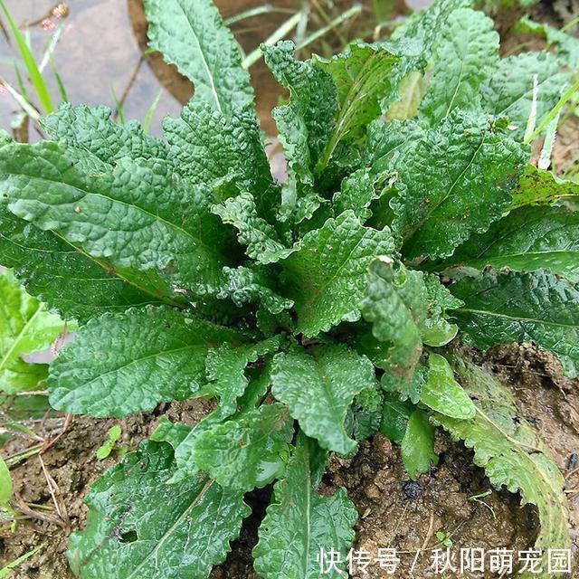 神奇的雪见草，看起来像癞蛤蟆皮，在农村很常见，冬天正当食