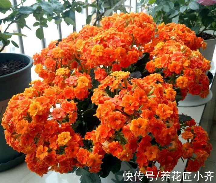 阴天|想让长寿花花杆矮小“变花球”，这2点一定要精准掌控