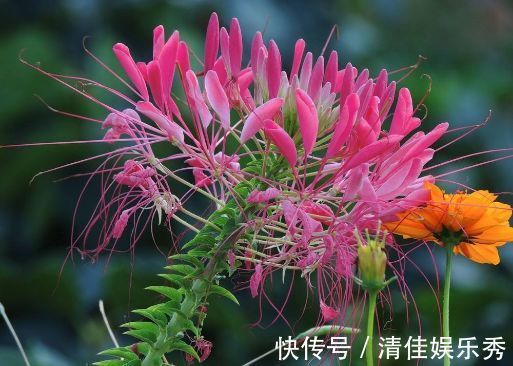 扶桑扶桑|几款经常爆盆的花卉,花色清新美丽,似凤凰振翅,花开妖嫩轻盈