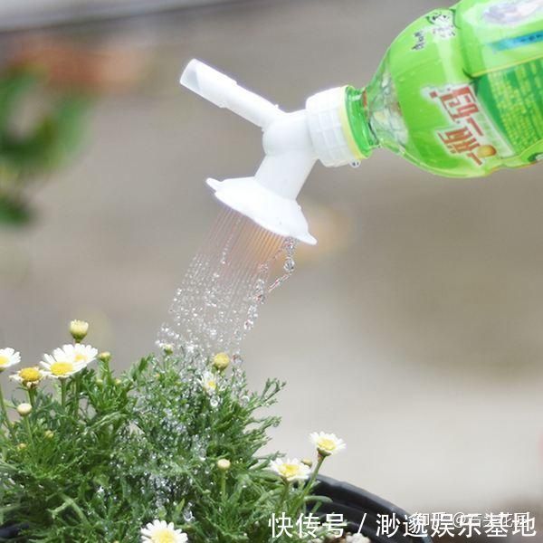 养花别浇4种“夺命水”，浇1次就烂根、烂芯，一定要当心