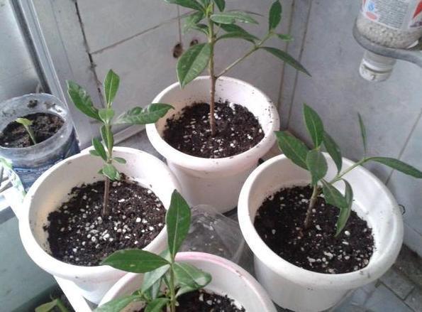 养花不用买营养液，准备好香蕉皮，盆栽植物叶子不泛黄