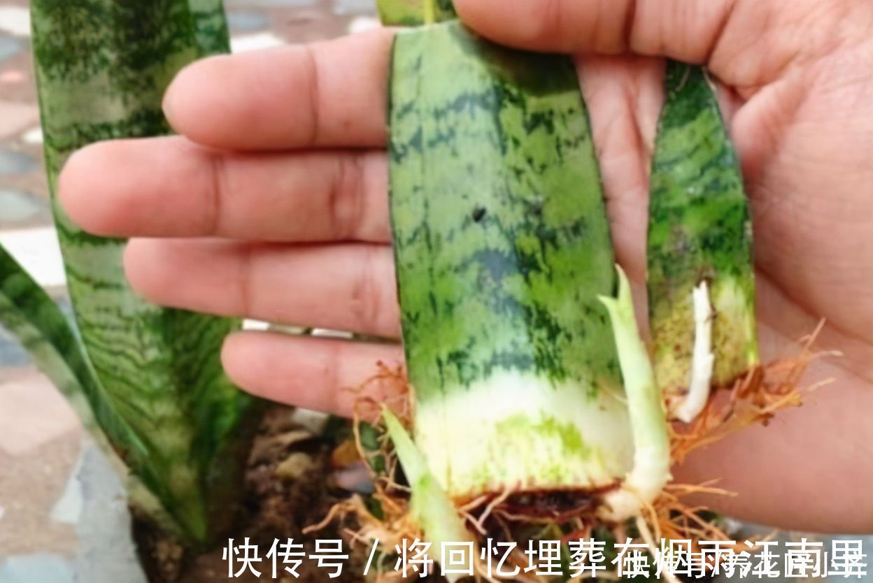 枝条|不会扦插不要急,这6种植物,一根枝条剪成多段,插土里就活