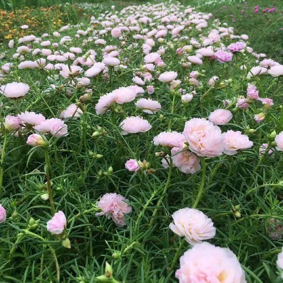 6种花不怕晒，越晒花越多，一开200天不停歇！