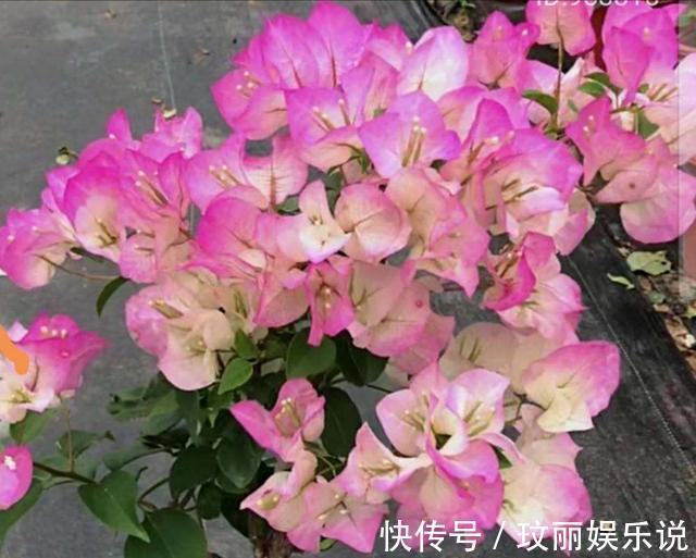 三角梅|5种花越养越上瘾,只要养好一盆,就会特别喜欢