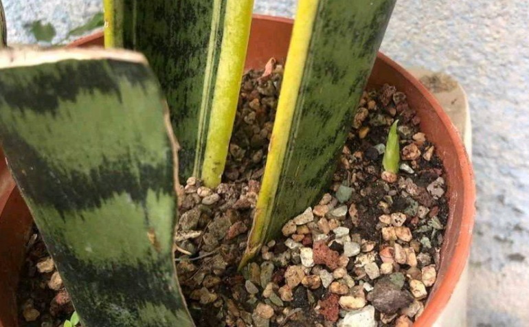 养殖虎皮兰，落实好“2多2少1勤”，叶子挺直，侧芽呼呼窜爆盆