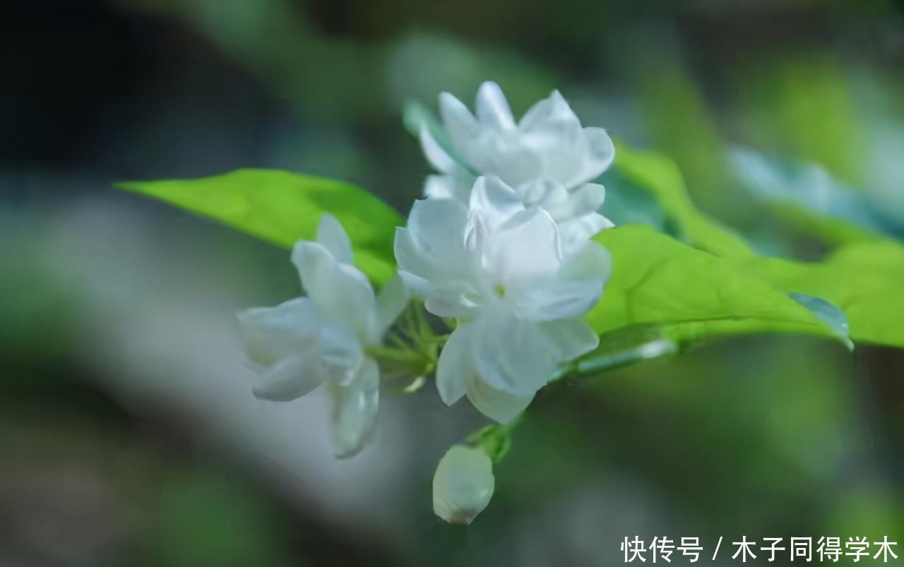 修剪|茉莉花开花时间短,可能是少了这一步,做好了能一直开花到十月