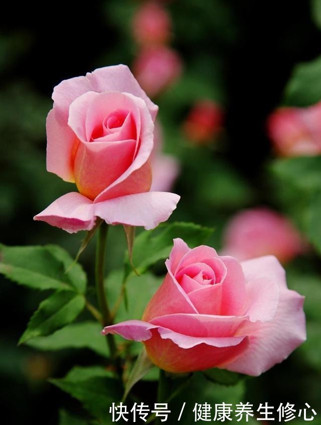 这几种花只能秋天扦插,到了春天爆盆,满枝头全是花!