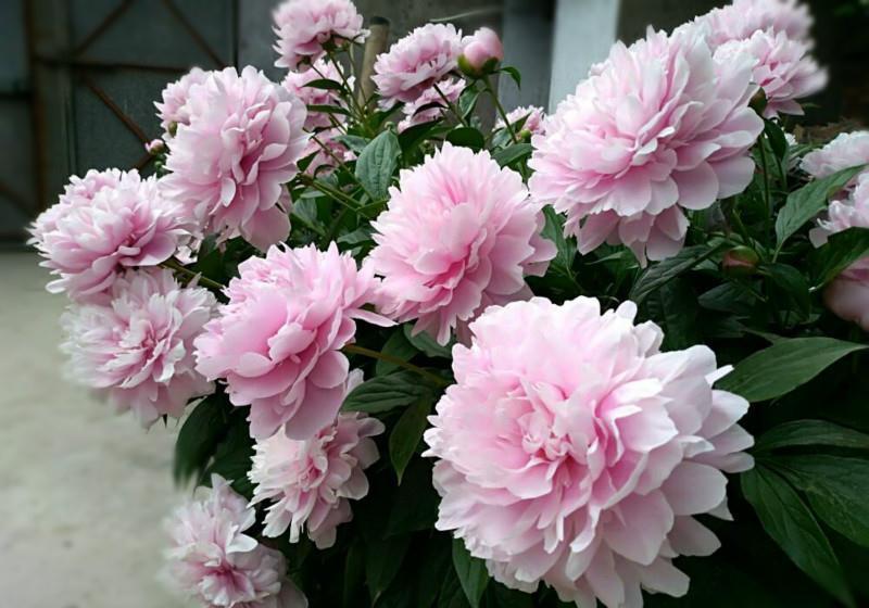 此种花冬天会假死,一枯萎就扔掉,损失一大笔