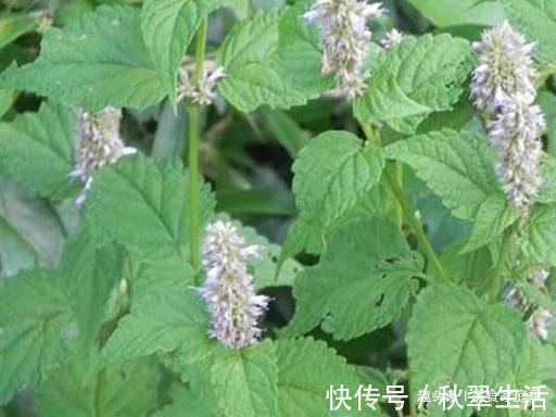 花盆|我家每年必吃，是菜也是药，用来炒鸡蛋比香椿还香，有花盆就能种