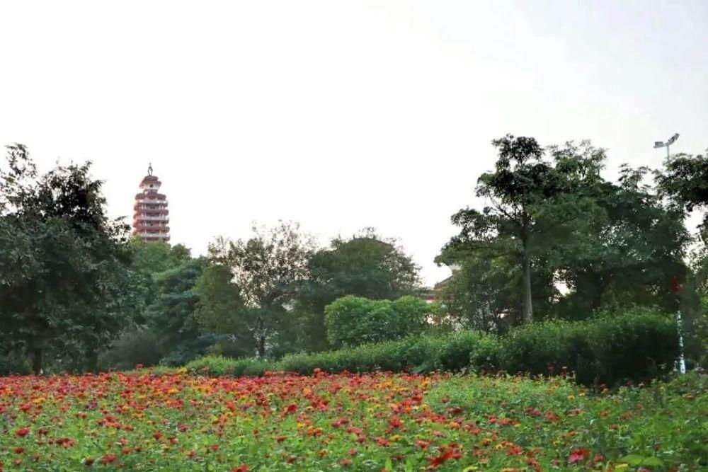 邂逅|花舞人间，在冬天里邂逅花海！