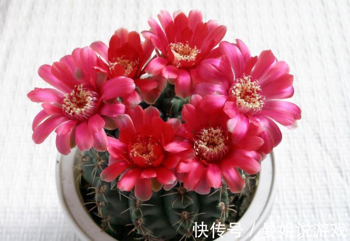 霸气“旱养花”就选这1种,家里养一盆,子子孙孙,越养越多