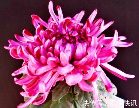 喜欢菊花,就养盆“菊中精品”东海の红,似玫红莲座,绚丽优雅