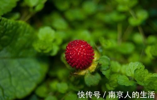 食管癌|中医抗癌有“妙招”,5种能抗癌的中药,你知道几种?