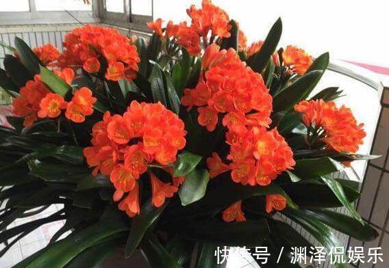 休眠期养君子兰，浇水有妙招，1个小妙招，度夏营养足，长势旺