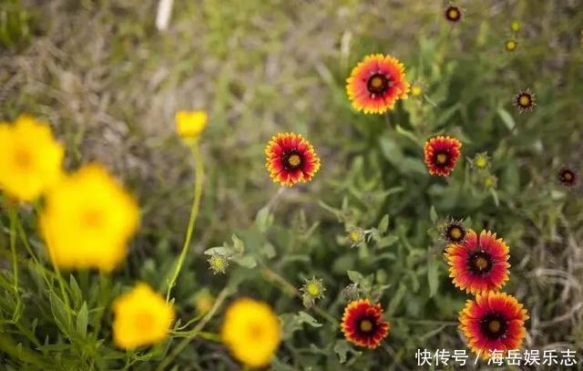 惊艳！这处百花齐放的花海师生全免费！这个暑假就约起！