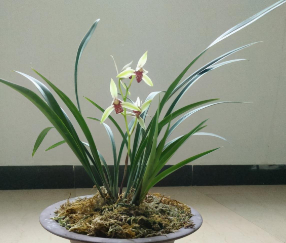 春兰|兰花中好养的品种就属建兰了,那建兰今年的网红产品是哪个?