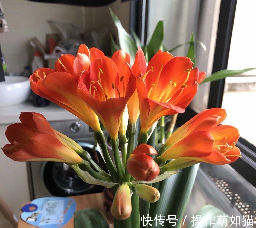 养君子兰,用2个方法,让它的叶片更油绿完美、开出惊艳的花球