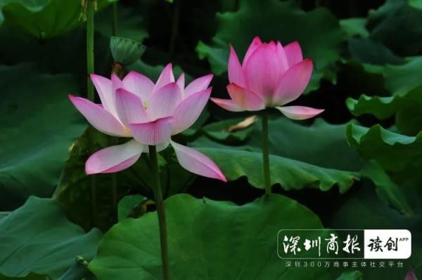 深圳市公园管理中心|荷花、紫薇、凤凰木盛放！深圳公园端午游园攻略来了