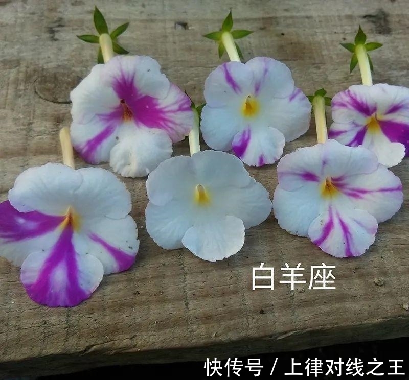 发芽|长筒花是“室内花量王者”，没光也能开爆盆，阳台党福音