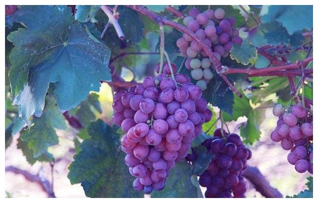 主食|常吃核桃能降血糖医生不想血糖飙升,3种素食建议少吃或不吃