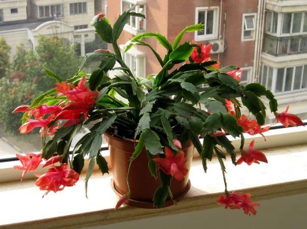 病因|蟹爪兰不开花，叶子还发蔫褶皱该怎么办摸清病因，轻松治愈