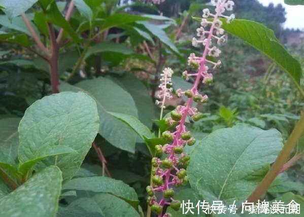 果实|这植物分两种,一种是上等野菜,另一种却有毒,你能分辨吗?