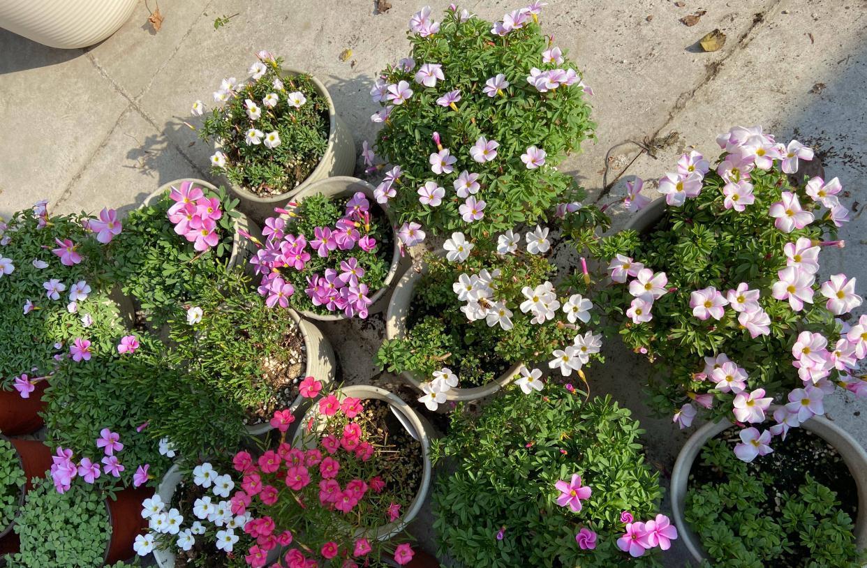 适合冬季养的“3种花”,天天有花可看,越冷花越艳、吉祥又美丽