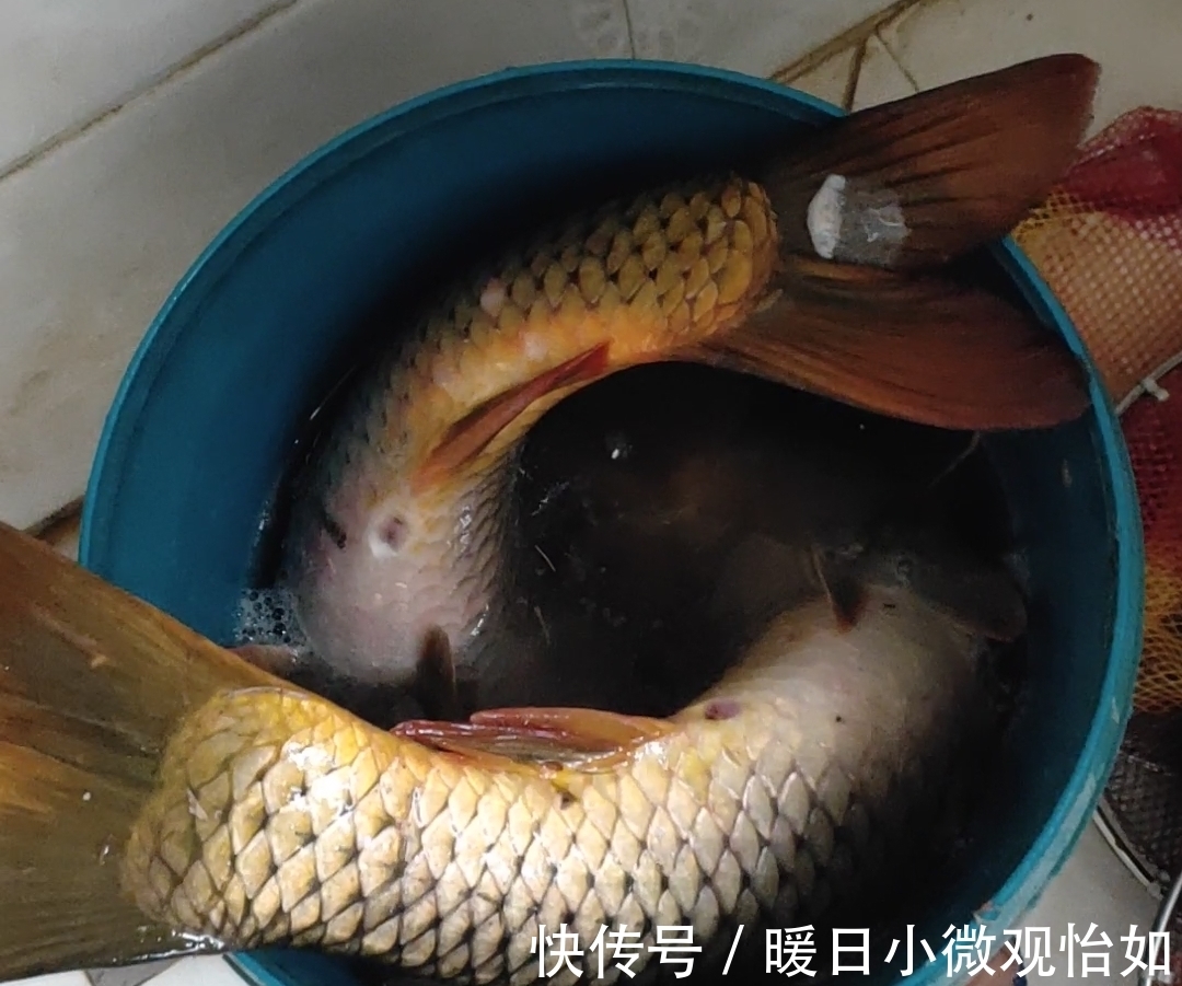 玉米|玉米霸屏,为啥我用这玩意从来就没钓到过鱼?最真实野钓经验分享