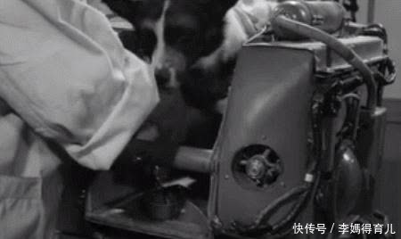 宇航员 第一个登上太空的宇航员,不是加加林,而是一只狗……