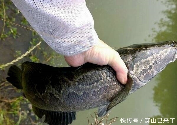 饵料|钓黑鱼技巧：黑鱼用什么饵料钓最好？