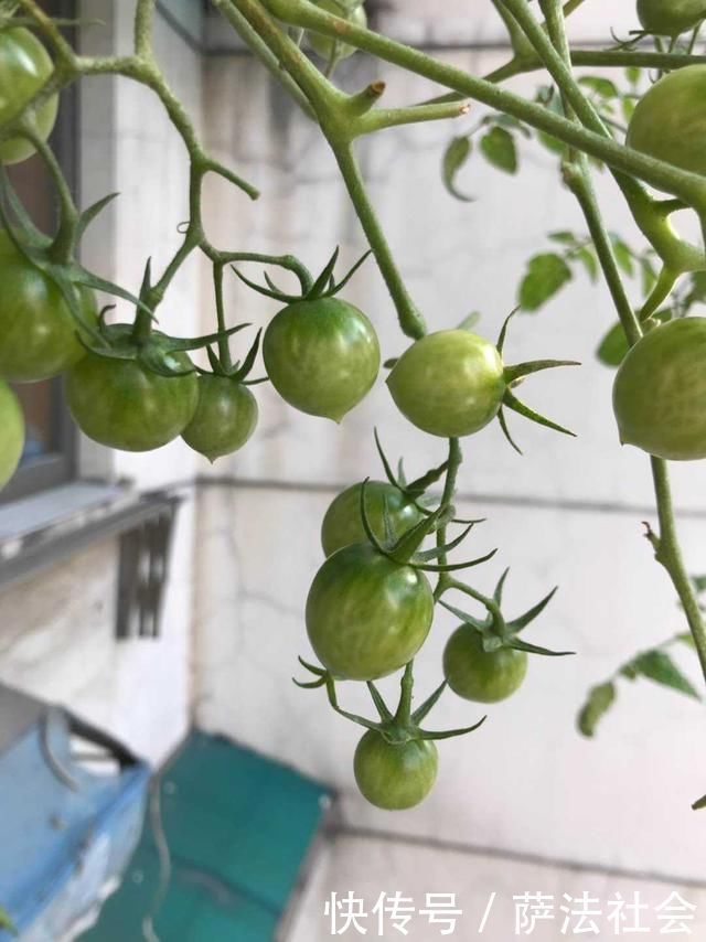 阳台养上“3种菜”,吃一茬长一茬,全家吃都够了