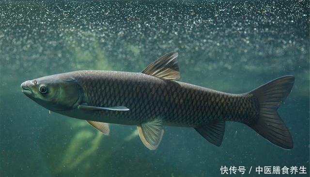 草鱼|草鱼为何难钓你错了!其实难的不是钓,而是鱼!