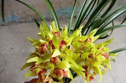  养易|比白菜还便宜的两款兰花，开花奇香，好养易活，性价比非常高