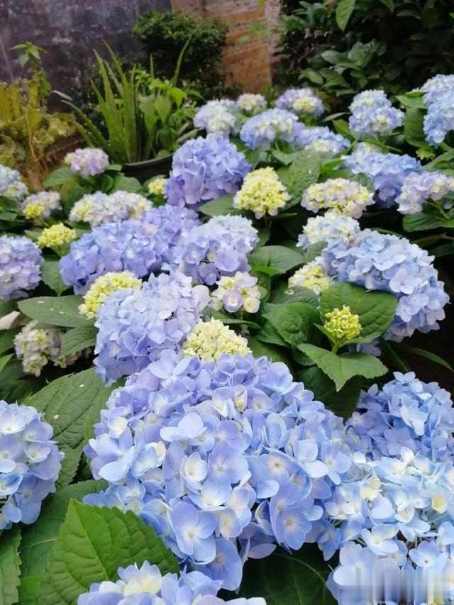 圆滚滚的绣球,瀑布般的花墙,这届花友也太会种花了吧