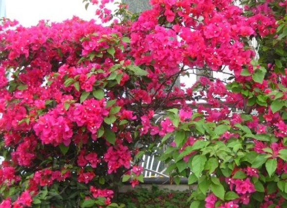 想要养好三角梅很简单，不用换盆和扦插，新手老手都可以！