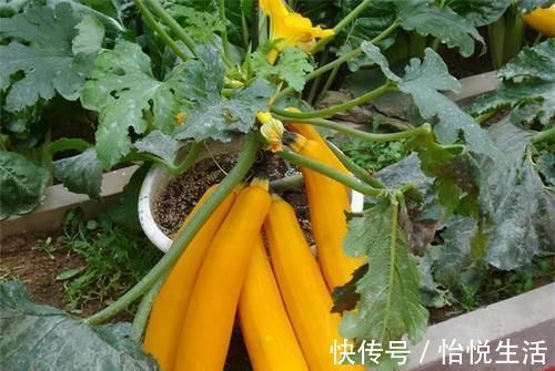 养生|对身体最好的3种食物,美容养生、延缓衰老,爱吃就赚了!