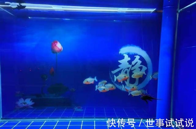 为什么鱼缸越换水，水质它会越不好呢！