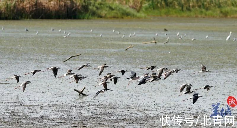 广州|@广州街坊：冬季来这里观鸟