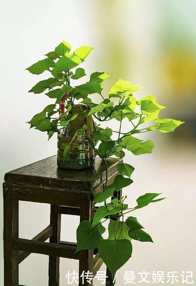 这4种花，不用土只用水，就能养成绿窗帘！