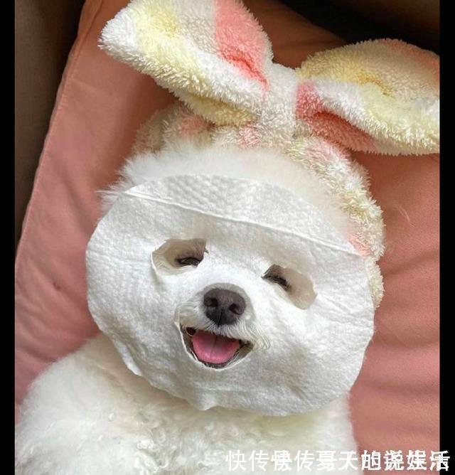 开心|网友用纸给狗做了个假面膜,它开心的不得了:我的皮肤会变好吗?