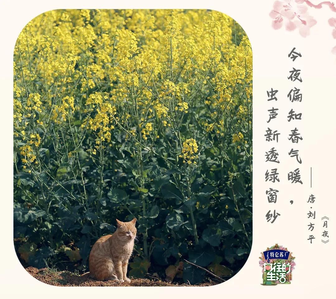 向往的生活5：“桃花源季”开始，张艺兴将开启高科技农业时代？