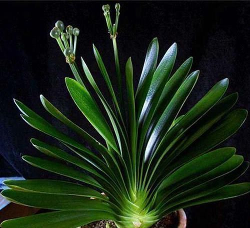 浇水|养君子兰重点在于浇水,掌握好它的习性,花开长势旺盛,四季常青