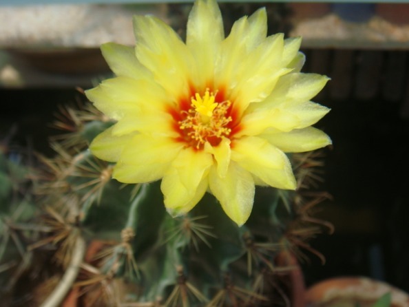 会开花的仙人球,好看还很好养活,不怎么管也会活的好好地