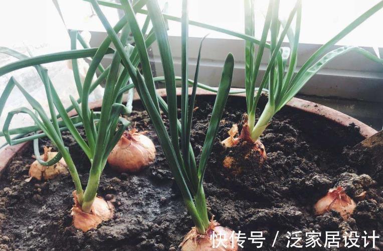 洋葱根|室内种洋葱，随手种一块，小洋葱蹭蹭长