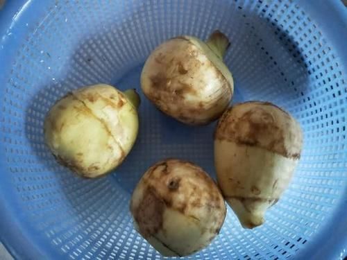 肺部细菌“天敌”被发现,常吃排毒清肺,咳嗽痰多的人可多吃