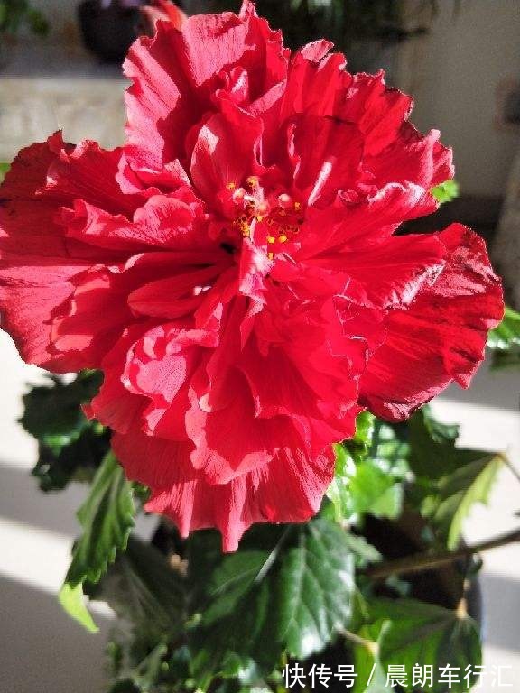 一年四季都开花的植物,养一盆性价比特高,还好养