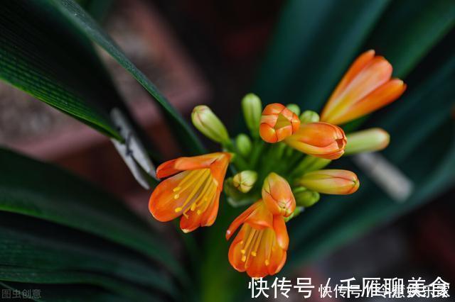 君子兰|君子兰催花实操经验,现在行动,一个月后就冒花箭